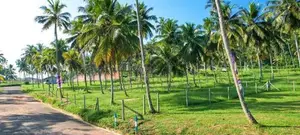නාරම්මල නගරයෙන් ඉඩමක් විකිණීමට