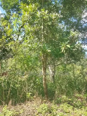 Land for Sale Diyatalawa