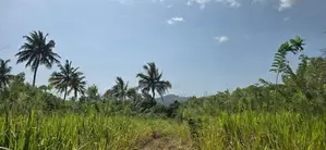 Land for sale in Dambulla - ගඟකට මායිම් වූ අක්කර 1 ක ඉඩමක් විකිණීමට