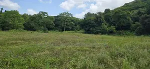 Land for sale in Dambulla - දඹුල්ලේන් අක්කර 7 ක අනර්ඝ ඉඩමක් විකිණීමට