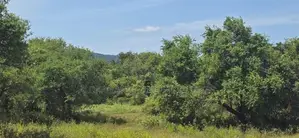 Land For Sale in Dambulla - මනරම් වැවක දර්ශනයක් සමග දඹුල්ලේන් ඉඩමක්