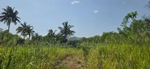 Land for sale in Dambulla - ගඟකට මායිම් වූ අක්කර 1 ක ඉඩමක් විකිණීමට