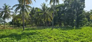 Land For Sale in Dambulla - දඹුල්ලෙන් අක්කර 10 ක අනර්ඝ ඉඩමක් විකිණීමට