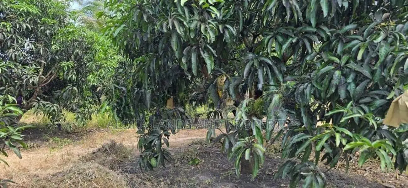 Land for sale in dambulla - දඹුල්ලෙන් අක්කර 2 ක අනර්ඝ ඉඩමක් විකිණීමට