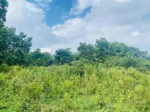 Land For Sale in Dambulla - දඹුල්ලෙන් ඉඩමක් විකිණීමට