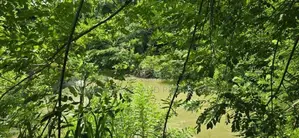 Land for sale in Dambulla - ගඟකට මායිම් වූ අක්කර 1 ක ඉඩමක් විකිණීමට