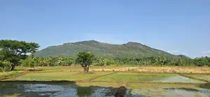 Land For Sale in Dambulla - දඹුල්ලෙන් අක්කර 10 ක අනර්ඝ ඉඩමක් විකිණීමට