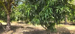 Land for sale in dambulla - දඹුල්ලෙන් අක්කර 2 ක අනර්ඝ ඉඩමක් විකිණීමට