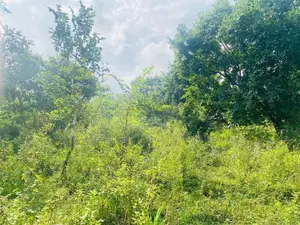 Land For Sale in Dambulla - දඹුල්ලෙන් ඉඩමක් විකිණීමට