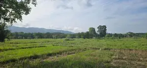 Land For Slae in Dambulla - දඹුල්ලෙන් ඉඩමක් විකිණීමට