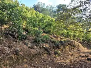 2 Acres 64 Perches Cinnamon Land for Sale in Yakkalamulla, Galle