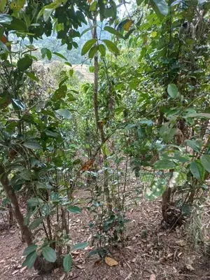 2 Acres 64 Perches Cinnamon Land for Sale in Yakkalamulla, Galle