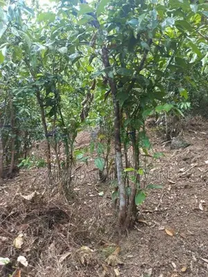 2 Acres 64 Perches Cinnamon Land for Sale in Yakkalamulla, Galle