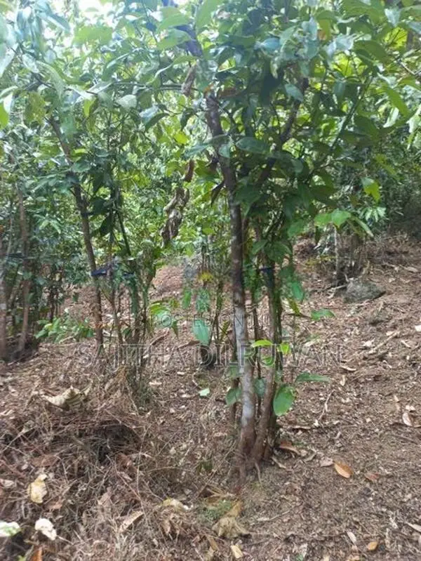 2 Acres 64 Perches Cinnamon Land for Sale in Yakkalamulla, Galle