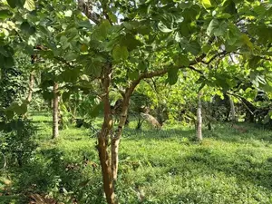 322perch Land for sale in godigamuwa