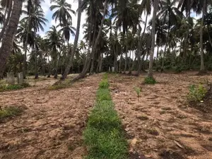 Coconut Estate For Sale In Puttalam City-Mampuri
