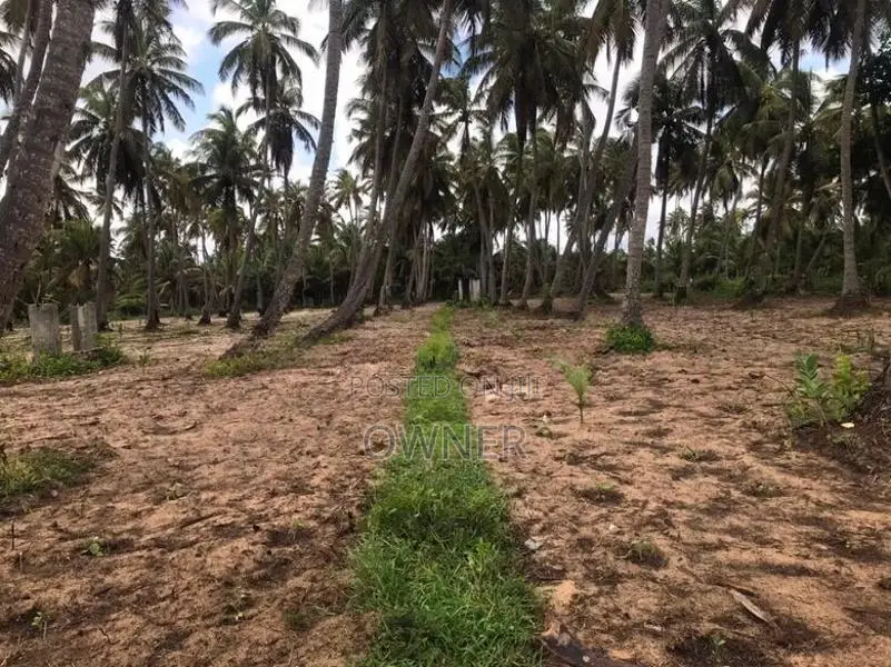 Coconut Estate For Sale In Puttalam City-Mampuri