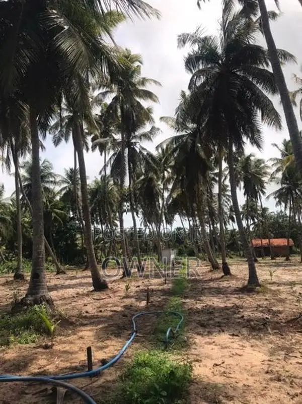 Coconut Estate For Sale In Puttalam City-Mampuri