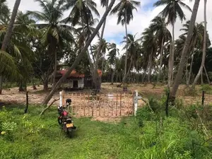 Coconut Estate For Sale In Puttalam City-Mampuri