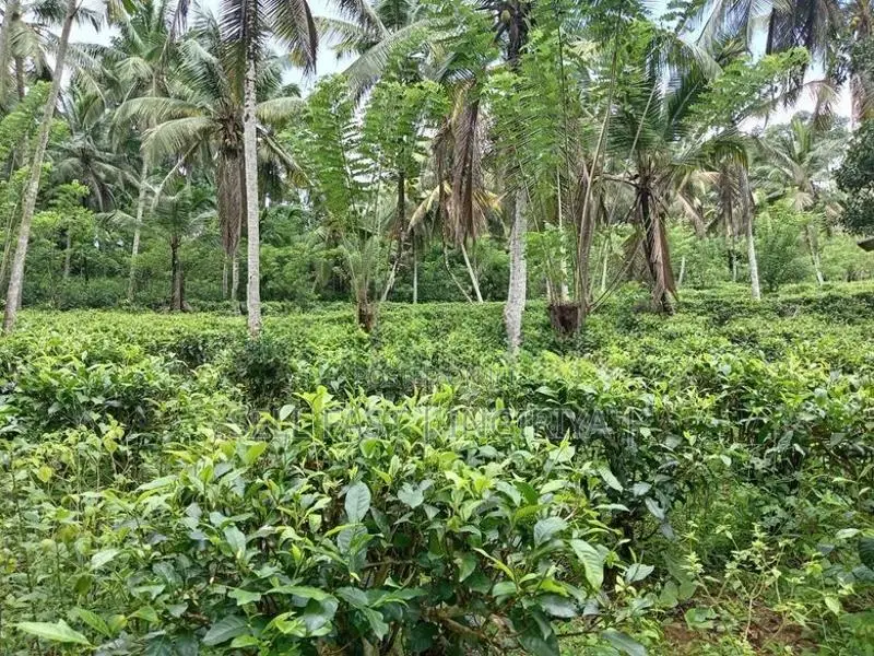 සරුසාර තේ පොල් වගාව සහිත වටිනා ඉඩම විකිණීමට