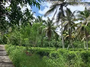 සරුසාර තේ පොල් වගාව සහිත වටිනා ඉඩම විකිණීමට