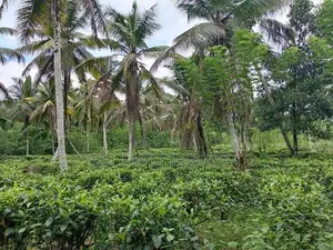 සරුසාර තේ පොල් වගාව සහිත වටිනා ඉඩම විකිණීමට