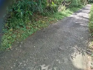 සරුසාර තේ පොල් වගාව සහිත වටිනා ඉඩම විකිණීමට