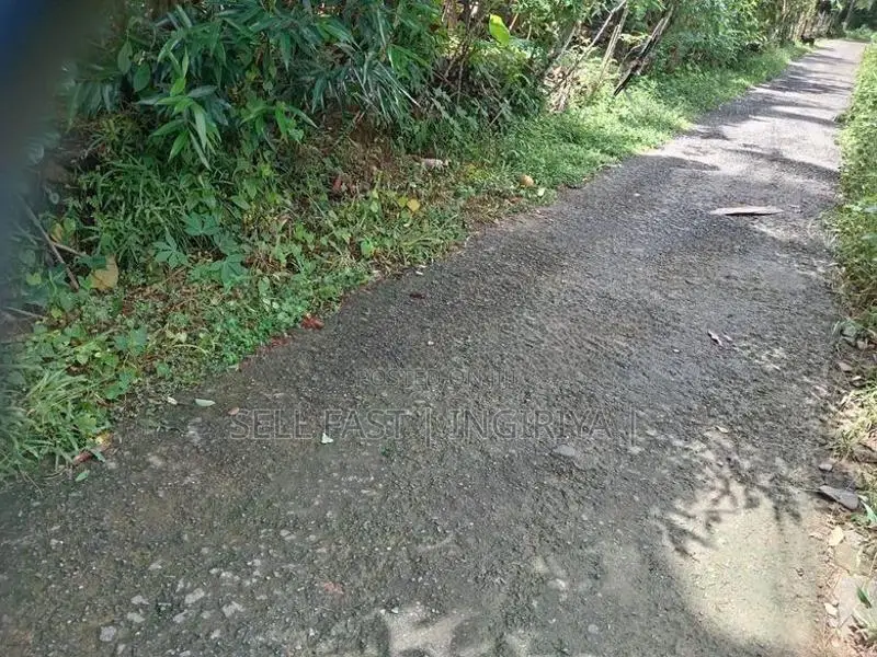 සරුසාර තේ පොල් වගාව සහිත වටිනා ඉඩම විකිණීමට