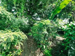 15.50P High Residential Land For Sale In Dehiwala