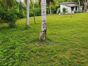 වාද්දූවෙන් ඉඩම්