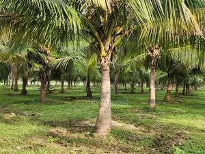 Coconut Land for Sale at Palai