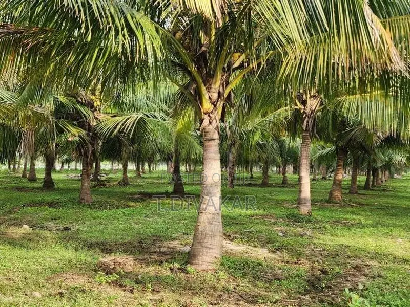 Coconut Land for Sale at Palai