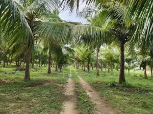 Coconut Land for Sale at Palai