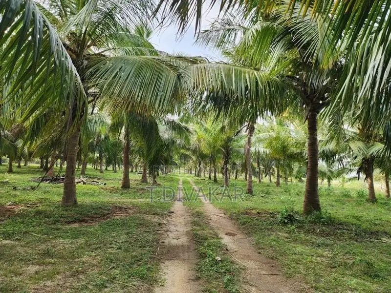 Coconut Land for Sale at Palai