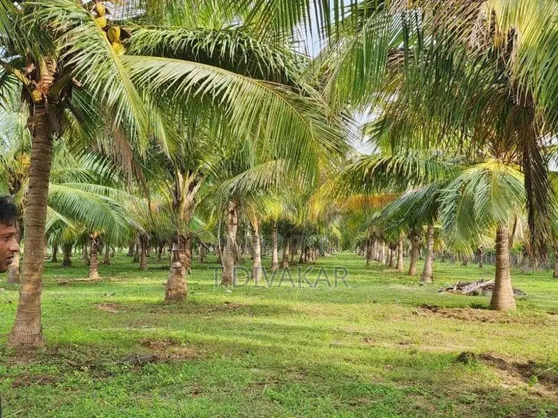 Coconut Land for Sale at Palai