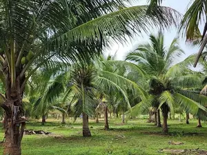 Coconut Land for Sale at Palai