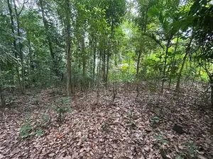 183 Perch Land with House for Sale – Alawattegama Road, Galagedara