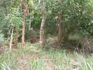 වටිනා බිම්කො ටසක් මහනුවර