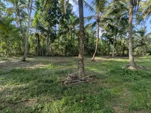 232P Land with Coconut Trees - Wariyapola, Keenagaspitiya