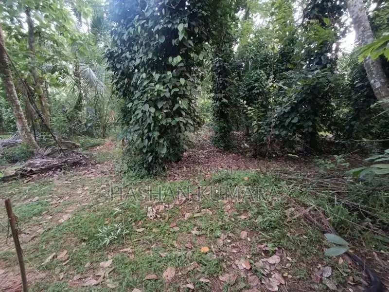 Land for Sale Dewalapola Minuwangoda
