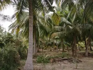 Coconut land for sale in Puttalam