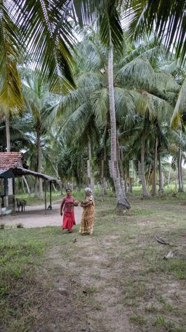 Coconut land for sale in Puttalam