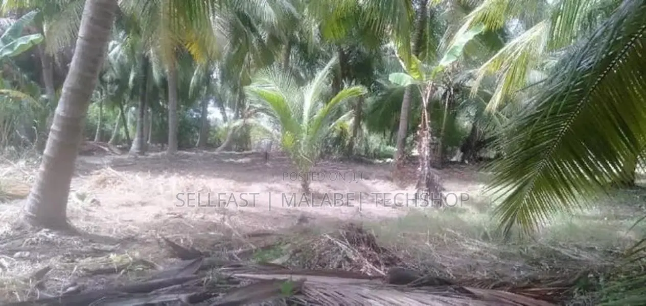 Coconut land for sale in Puttalam