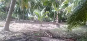 Coconut land for sale in Puttalam