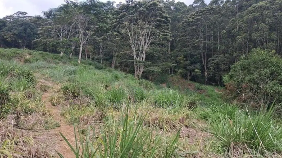 Valuable Land for Sale in Pussellawa Wahurupitiya