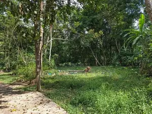 යක්කල වීරගුල පාරට ලඟින් පර්චස් 8 ක ඉඩම
