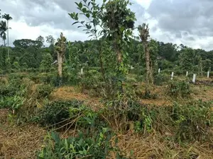 Land for Sale in Kandy Pilimatalawa