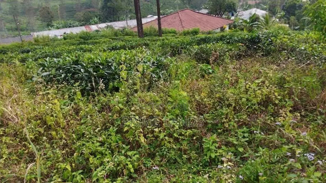 Land for Sale in Pussellawa Delta Estate