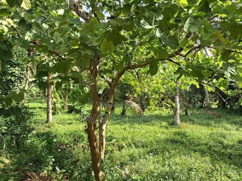 very good for Agriculture , farming land with house sale in godigamuwa