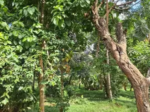 very good for Agriculture , farming land with house sale in godigamuwa